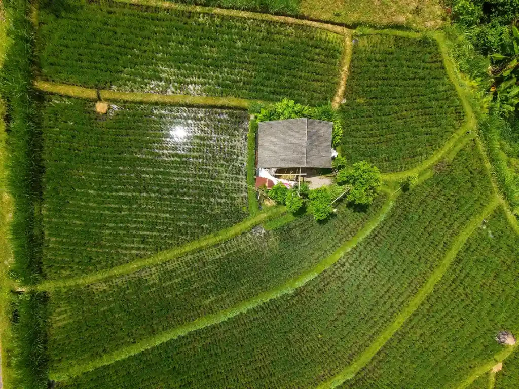 Rice Terrace | Invesment in Bali | Kalimasada Papers
